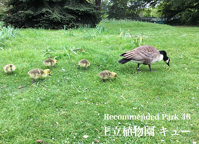 Recommend Park 4 王立植物園キュー