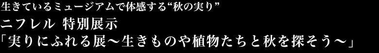 生きているミュージアムで体感する“秋の実り”ニフレル 特別展示｢実りにふれる展～生きものや植物たちと秋を探そう～」