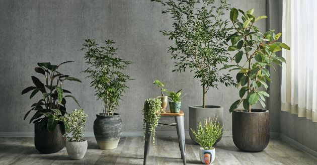 観葉植物のオンラインショップ イメージ写真